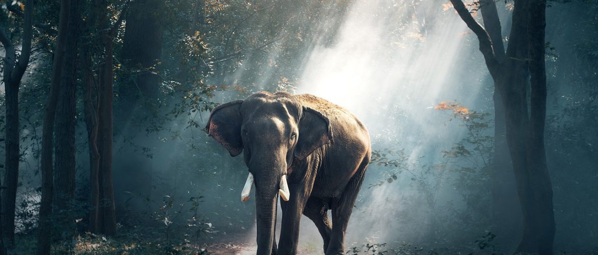 elephant, trunk, tusks