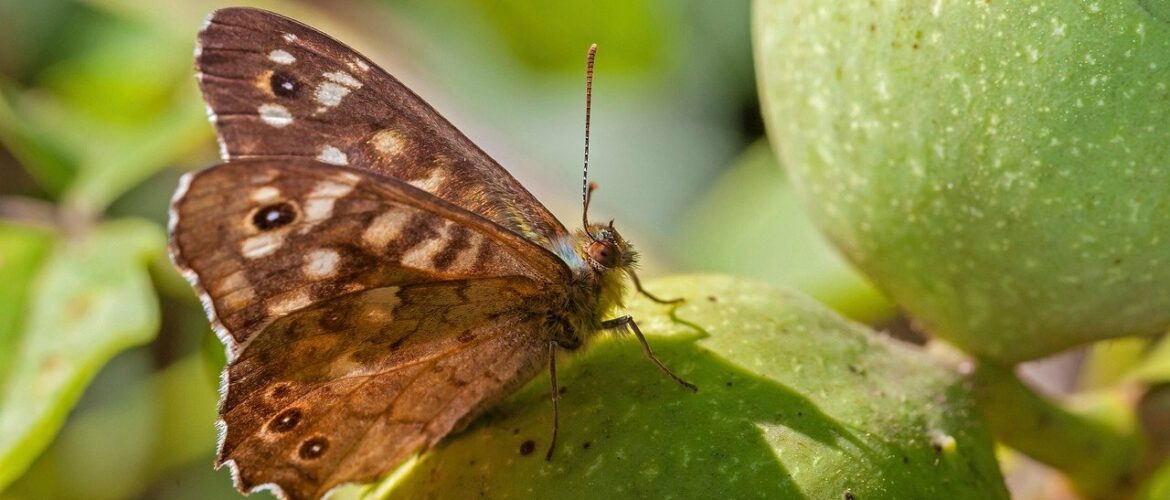 butterfly, insect, wings